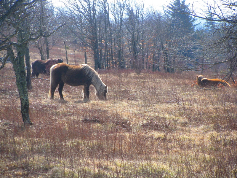 Winter-hardy wild ponies grazing the high meadows. GPS N36.6636 W81.4816  Courtesy pjwetzel@gmail.com