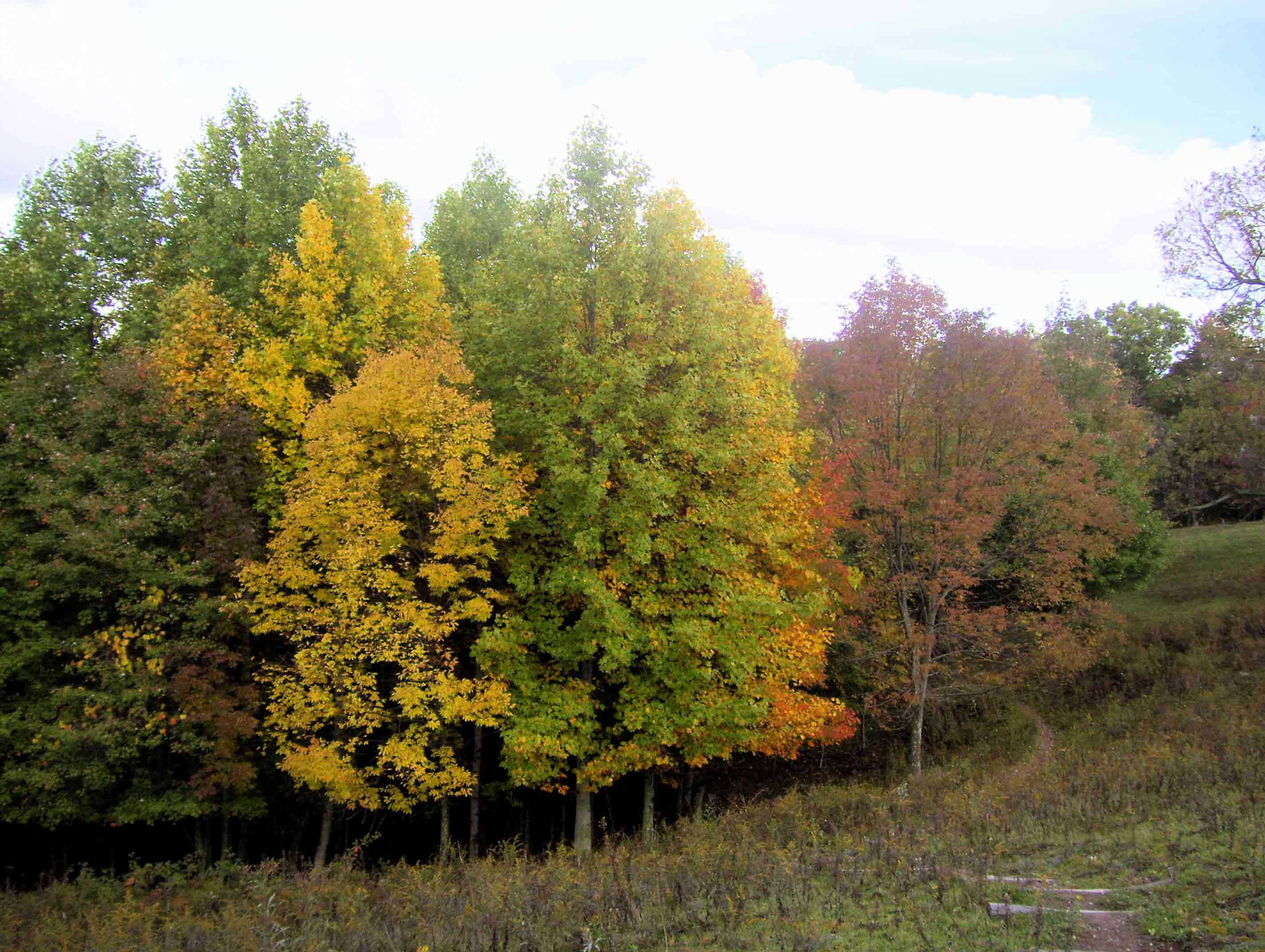 Fall color on the trail between VA 601 and US 58 at Summit cut.  This colors in this picture, taken at approx. mm 5.8, are somewhat muted since it was a cloudy day.  Courtesy dlcul@conncoll.edu