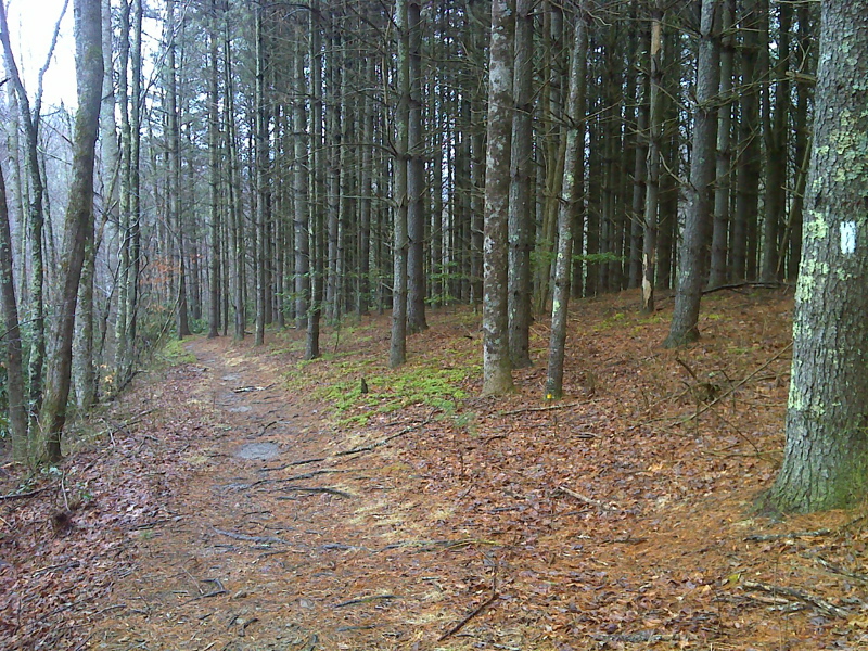 Pine plantation near Summit Cut, US 58. GPS N36.6385 W81.6471  Courtesy pjwetzel@gmail.com