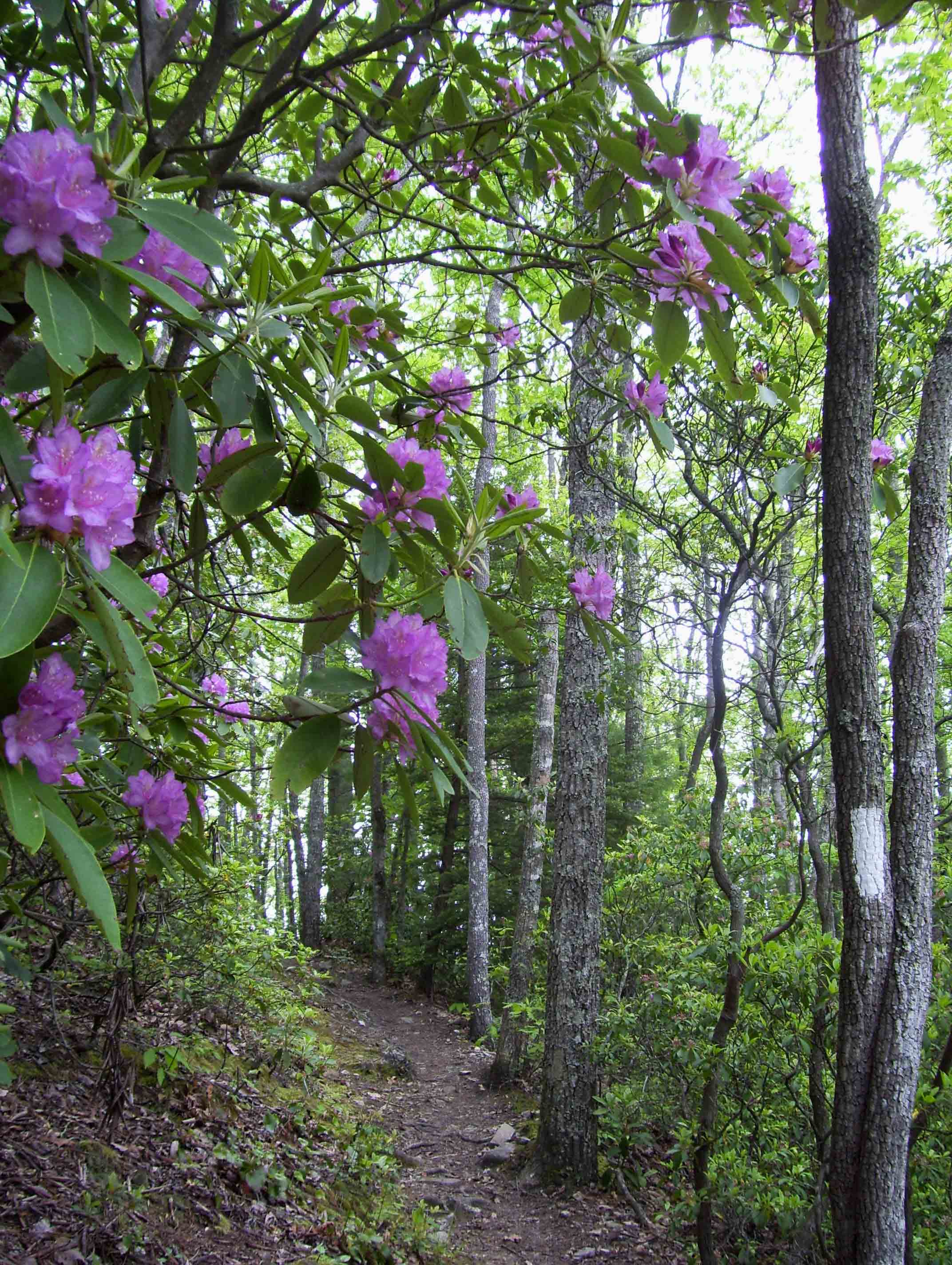 Rhododendrons along trail. Taken at approx. MM 6.8.  Courtesy dlcul@conncoll.edu