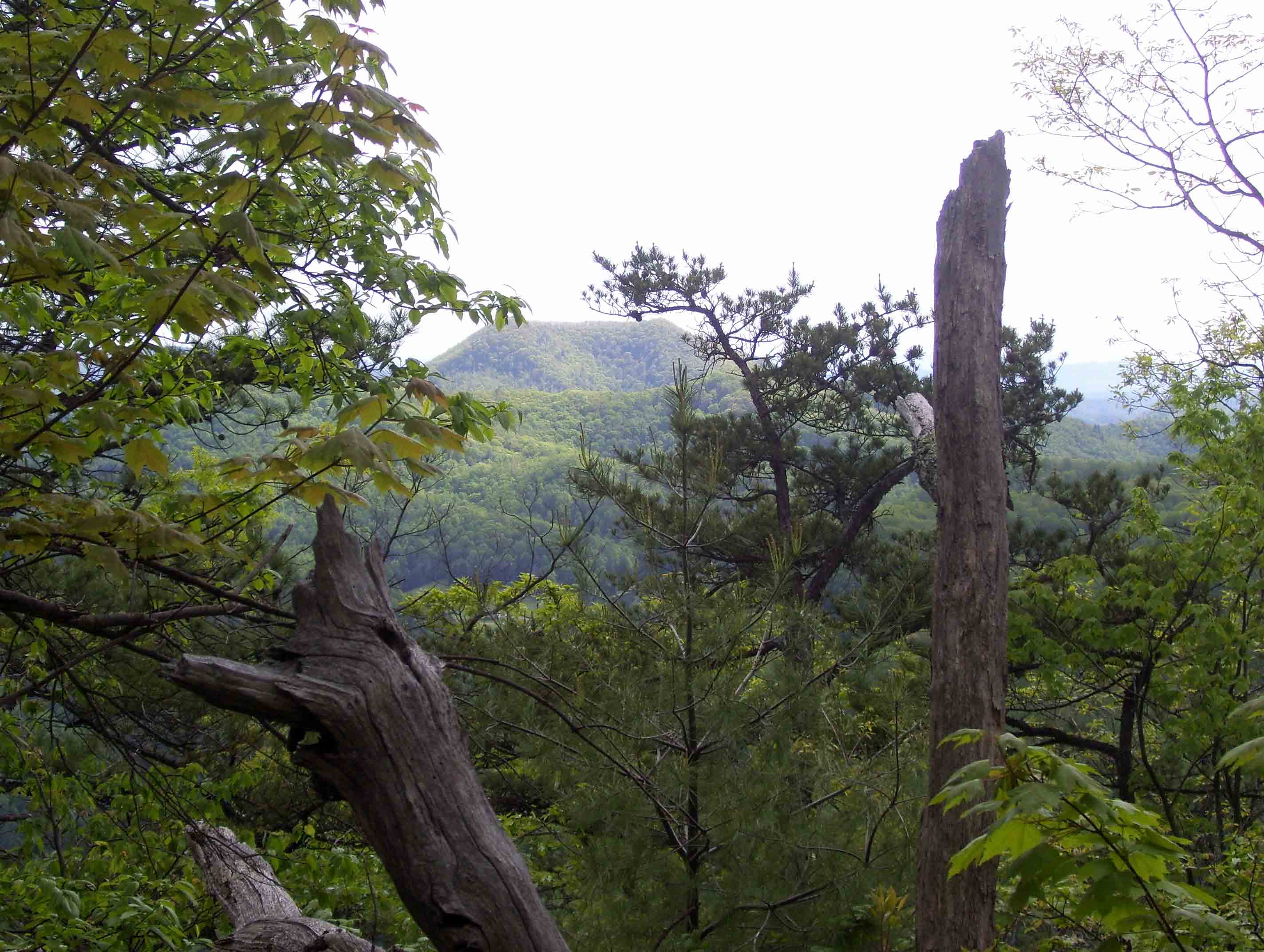 View to west from a blowdown patch. This was taken at approx. MM 7.9  near the western (trail south) junction with the Saunders Shelter loop trail. From here the southbound trail begins a long descent to Whitetop Laurel Creek.  Courtesy dlcul@conncoll.edu