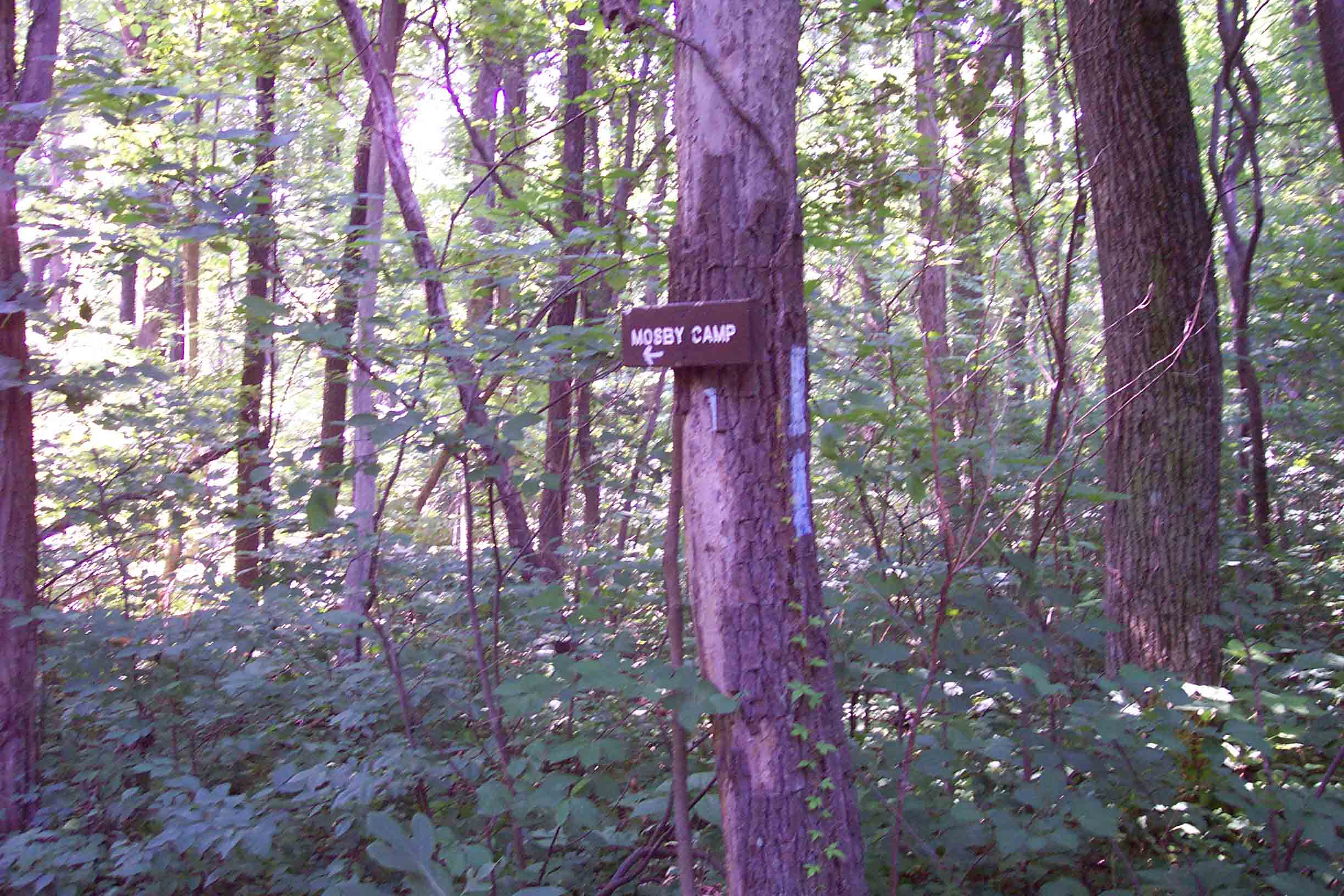 Sign leading to Mosby Campsite at Mile 4.9.  Courtesy ideanna656@aol.com