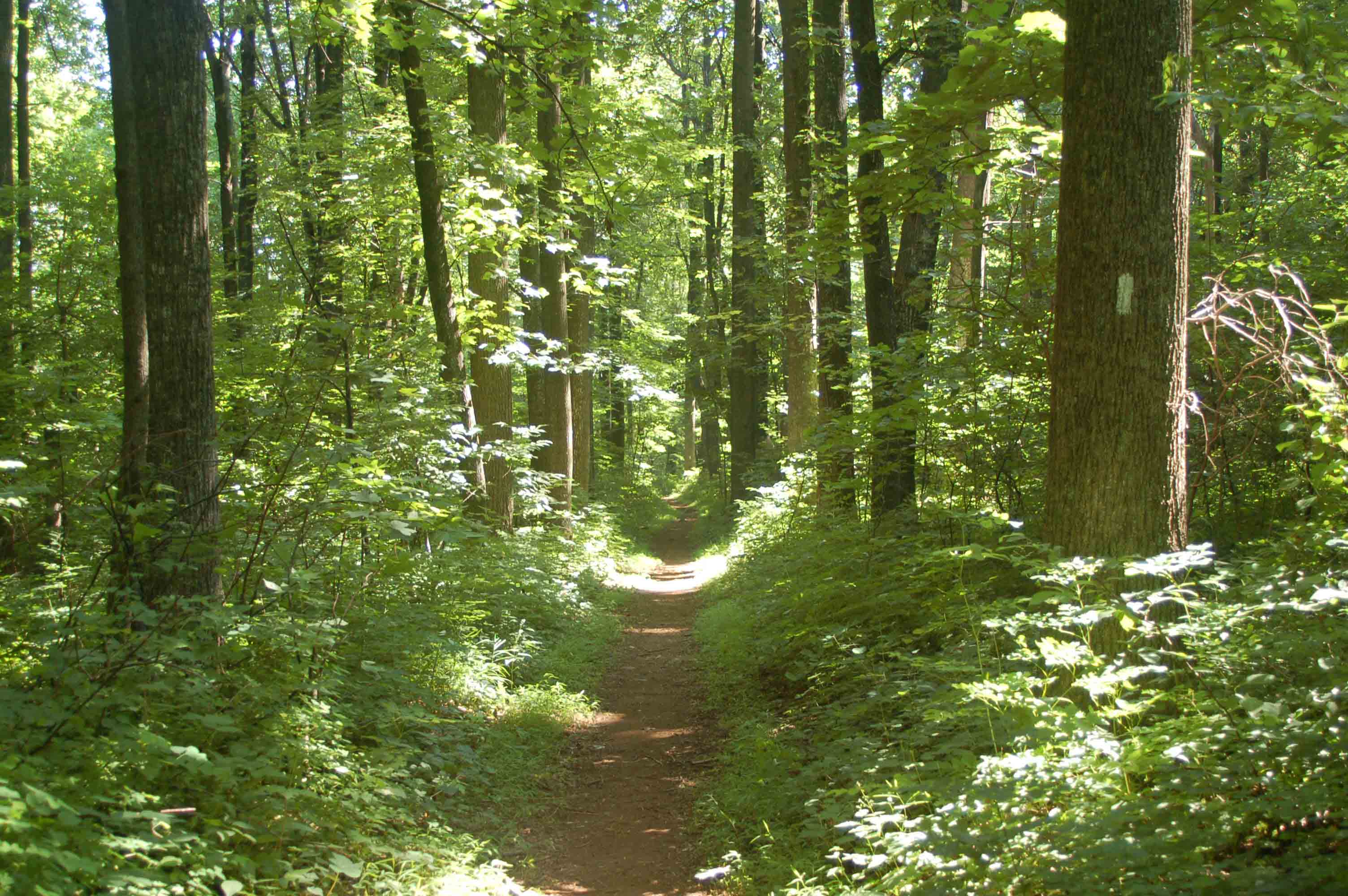 Trail passing through mature trees at mile 4.0.  Courtesy ideanna656@aol.com