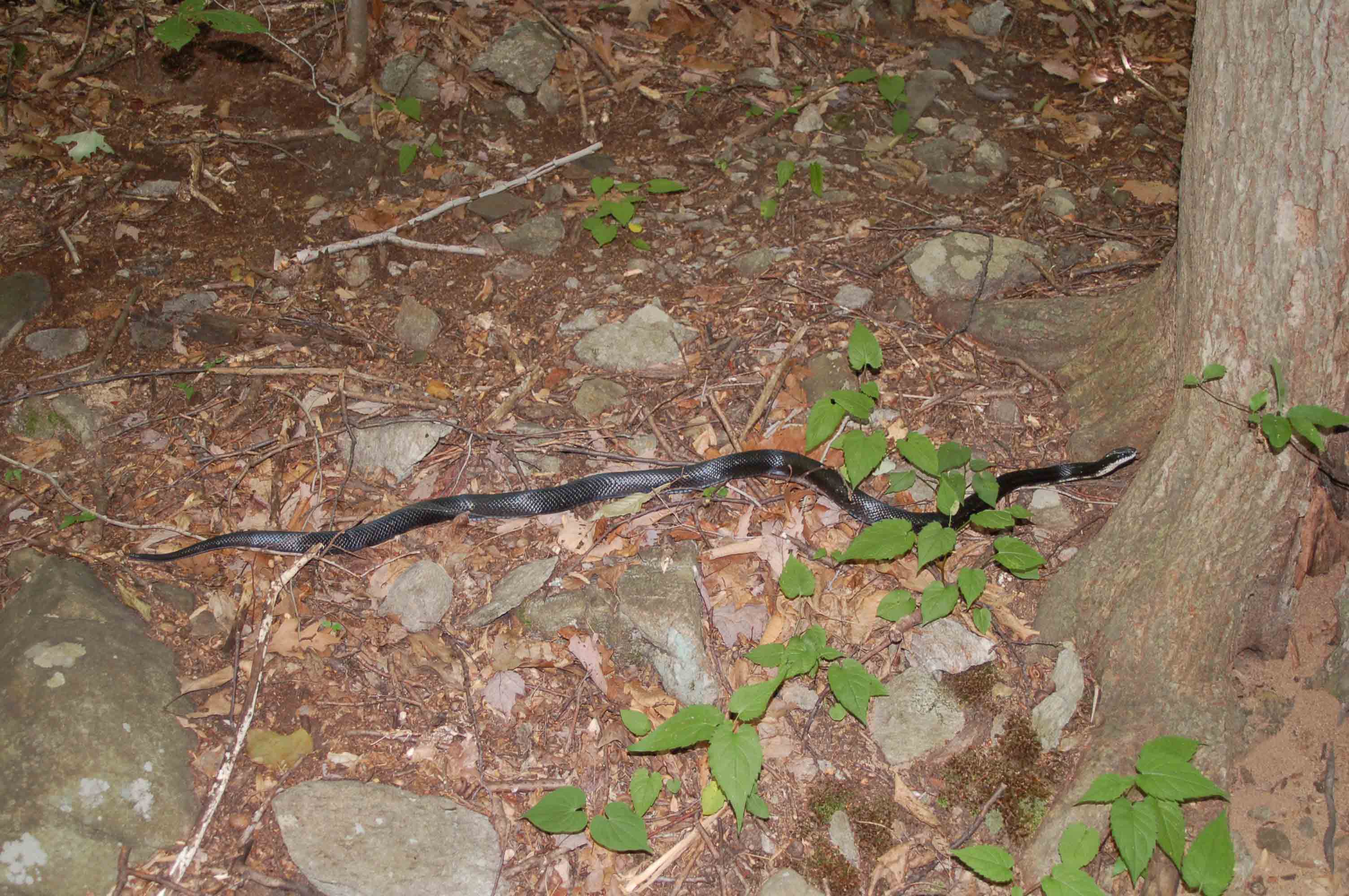 Black snake next to trail at switchbacks around mile 0.6.  Courtesy ideanna656@aol.com