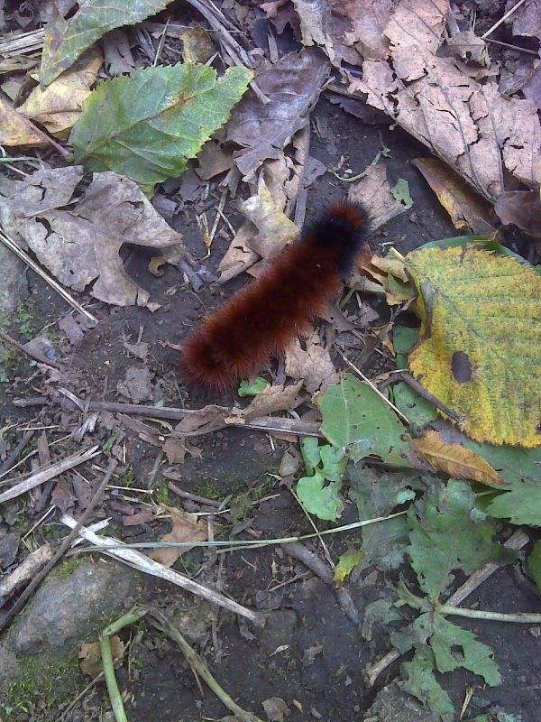 Unusually colored wooly bear caterpillar hiking the AT.  Courtesy pjwetzel@gmail.com
