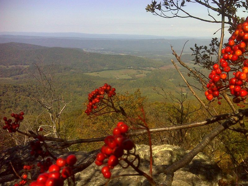 mm 12.0 View with berries from north viewpoint on South Marshall.  GPS N38.7715 W78.2222  Courtesy pjwetzel@gmail.com