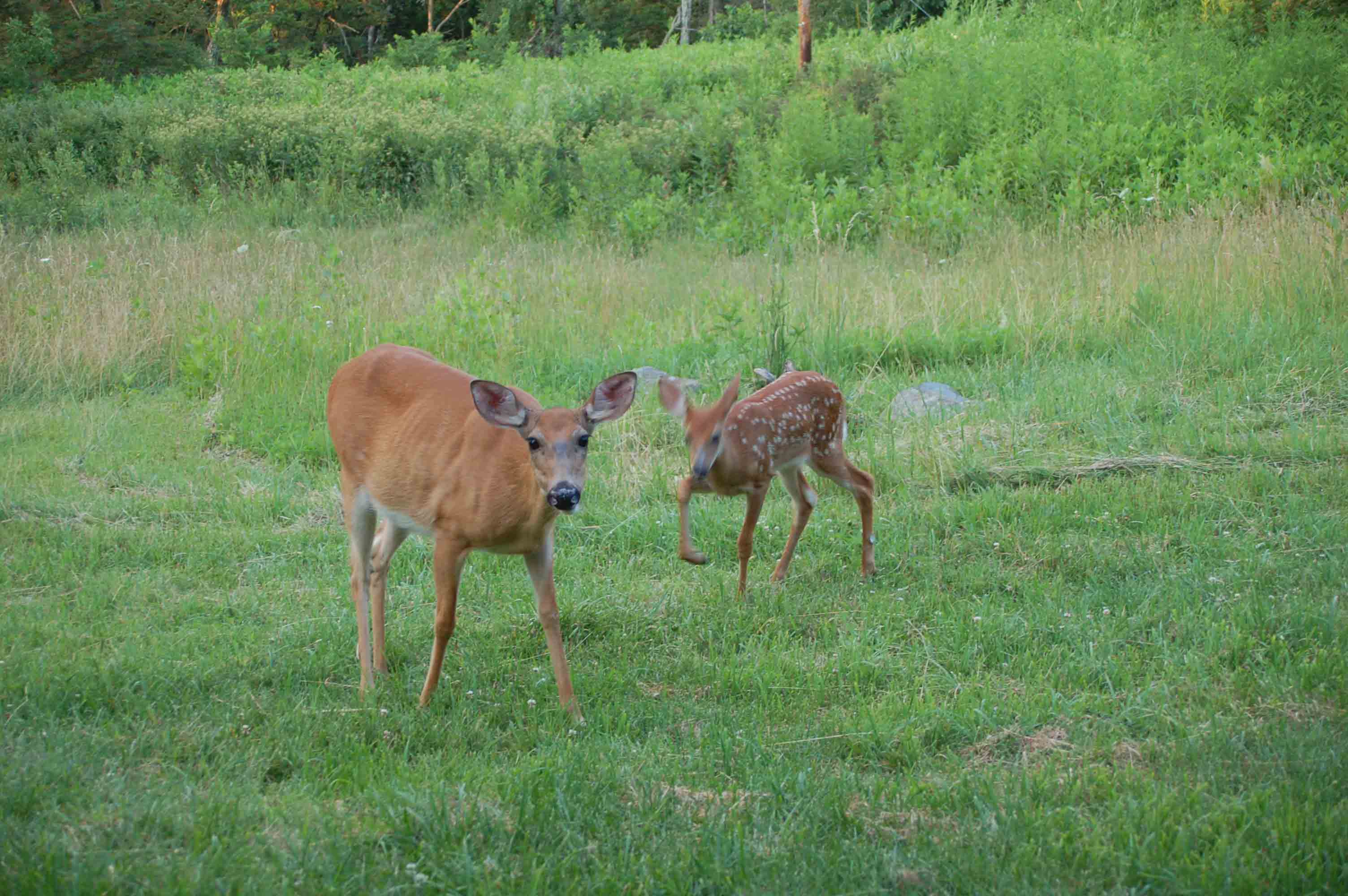 Mother and fawn visitors to Range View Cabin at Mile 5.1.  Courtesy ideanna656@aol.com