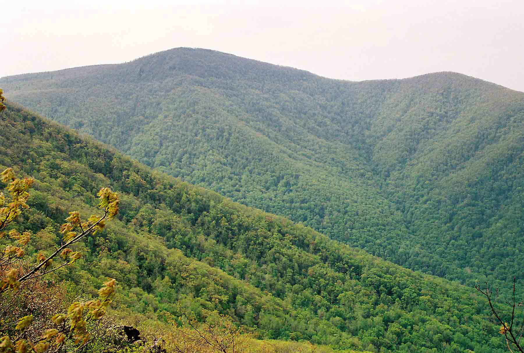 View of Hawksbill, highest mountain in Shenandoah National Park, from the north. The line of the AT can be seen as it traverses the side of Hawksbill from Hawksbill Gap on the far left of the picture to the col between Hawksbill and the peak to its right. Taken at approx. MM 1.3.  Courtesy dlcul@conncoll.edu