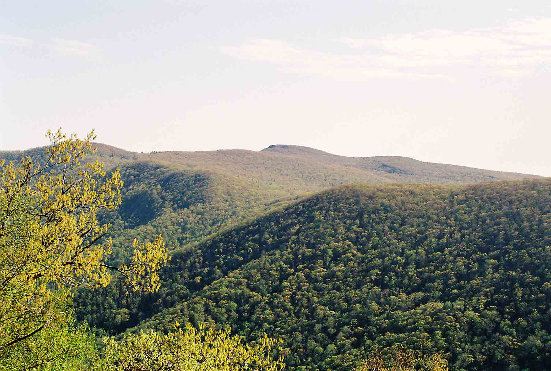 View north towards Stony Man from just north of Hawksbill. This was taken in early May which explains the light green of the vegetation at higher elevtations. Taken at approx. MM 3.5.  Courtesy dlcul@conncoll.edu