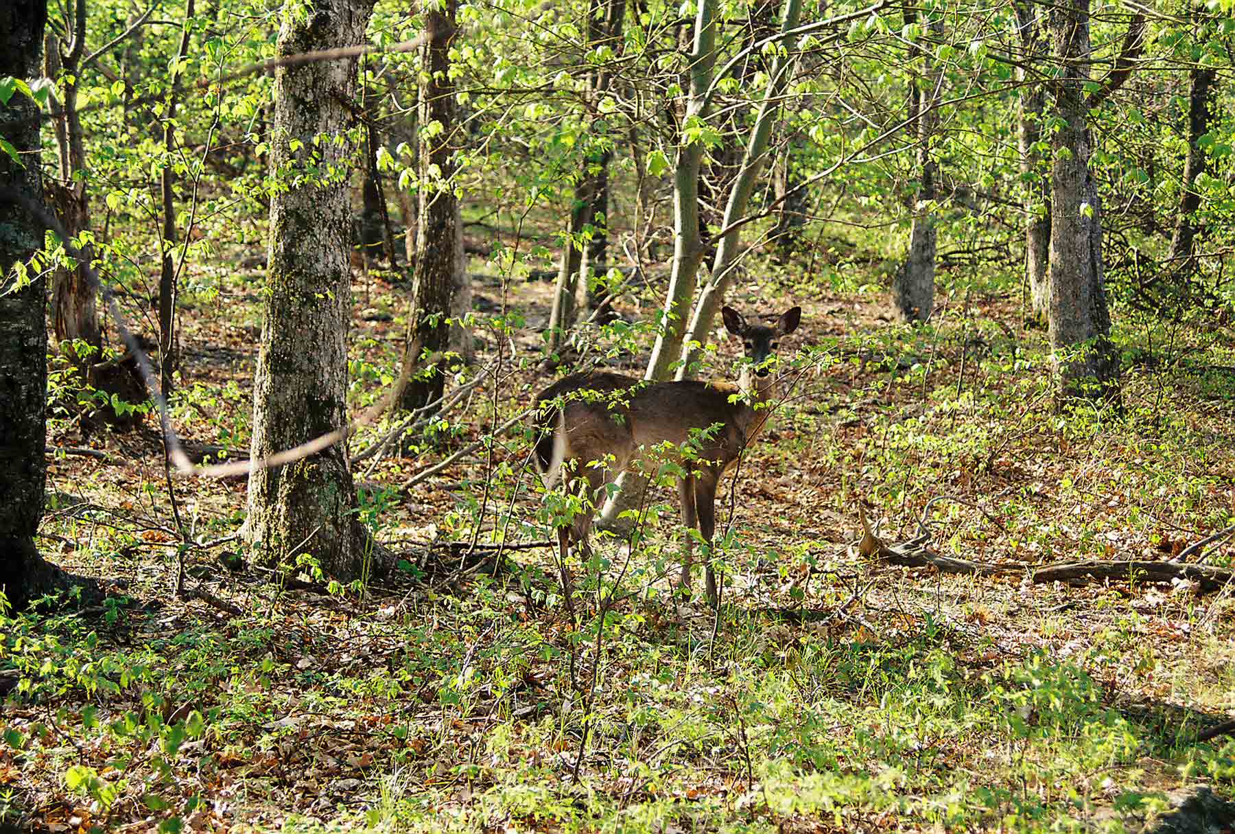 A Shenandoah deer. They are very numerous and totally unafraid of people.  Courtesy dlcul@conncoll.edu