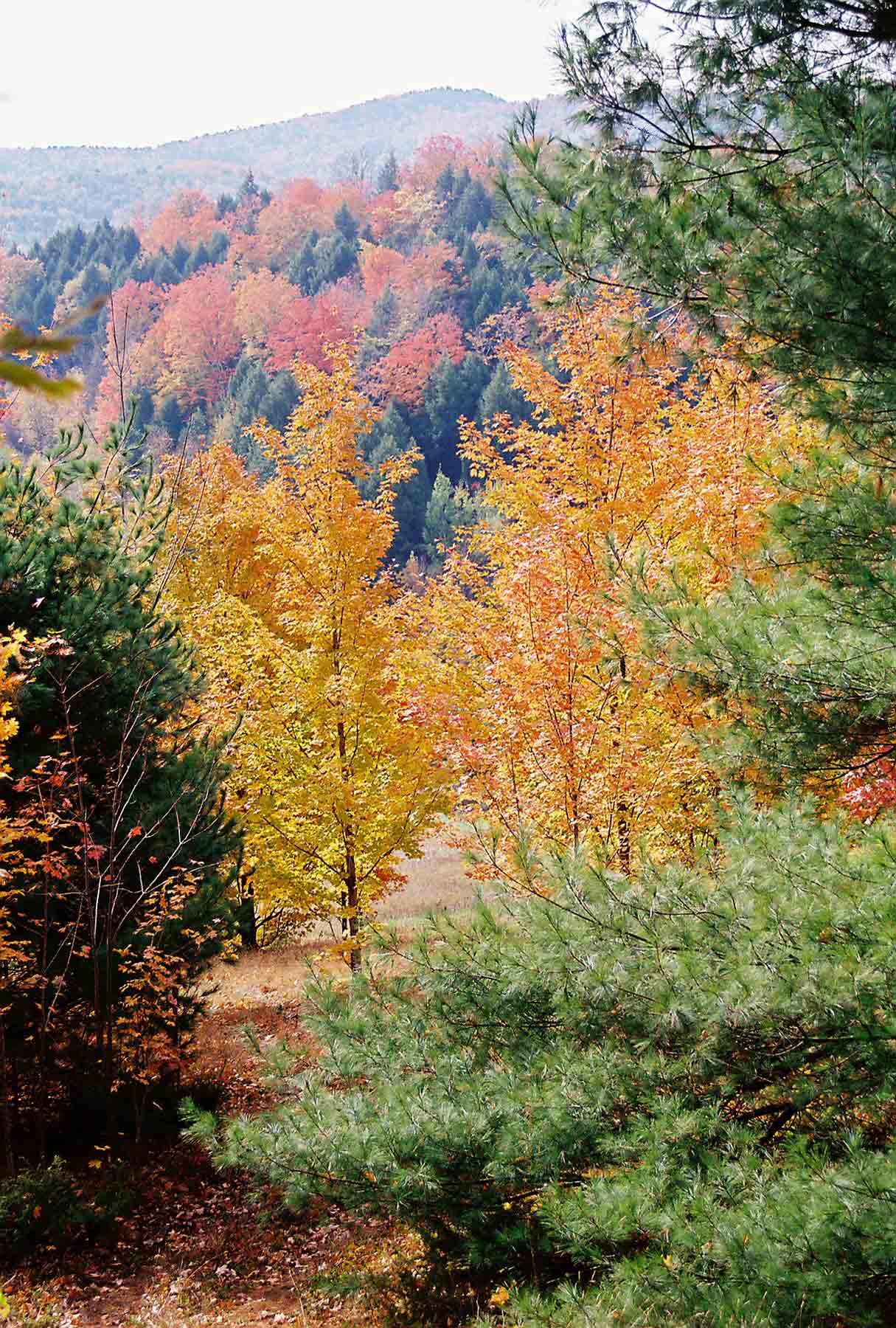 Autumn in Vermont on AT west (trail south) of New Hartford. Taken at approx. Mile 2.4.  Courtesy dlcul@conncoll.edu