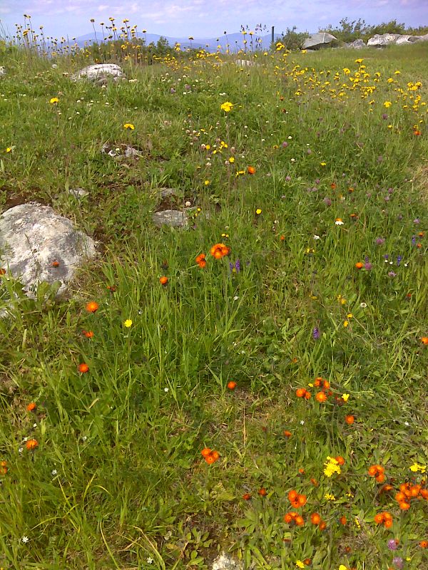mm 14.8  Wildflowers on Bromley summit. GPS N43.2277 W72.9398 Courtesy pjwetzel@gmail.com