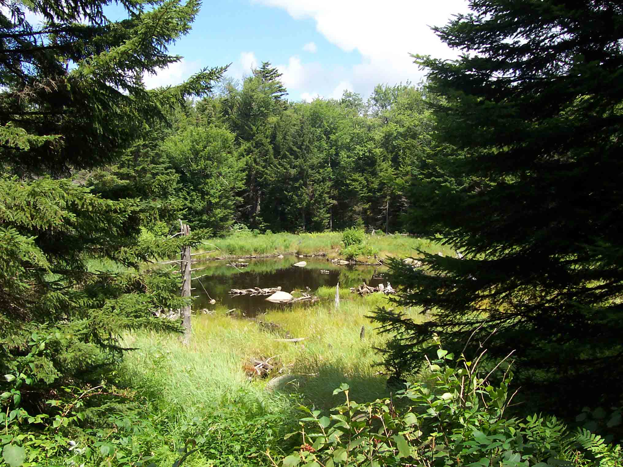 Meadow and small pond near South Alder Brook. Taken at approx. Mile 4.4.  Courtesy dlcul@conncoll.edu