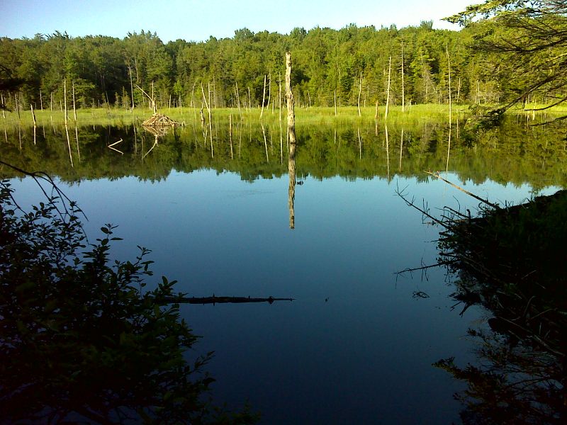 Beaver Pond between Black Brook and FS 71  GPS N43.0517 W72.9743  Courtesy pjwetzel@gmail.com