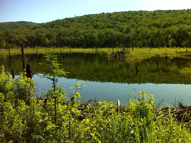 Beaver Pond east of trail.   GPS N43.0409 W73.0192  Courtesy pjwetzel@gmail.com