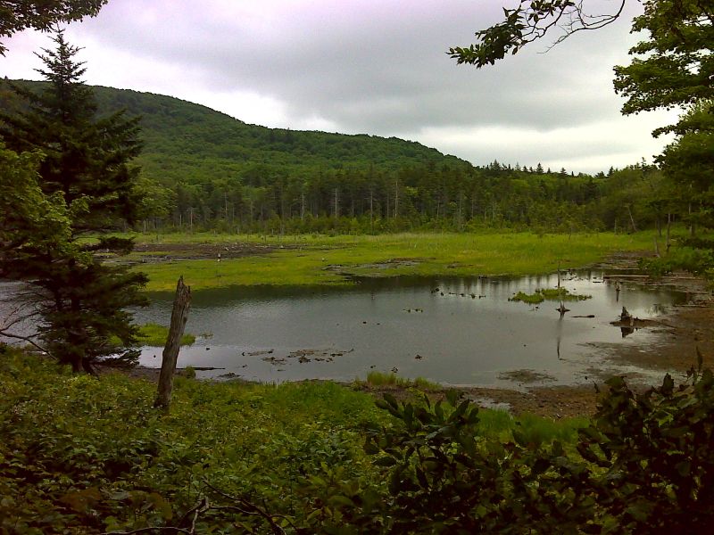 mm 8.5 Beaver Pond at Roaring Branch. GPS N42.8010 W 73.1176  Courtesy pjwetzel@gmail.com