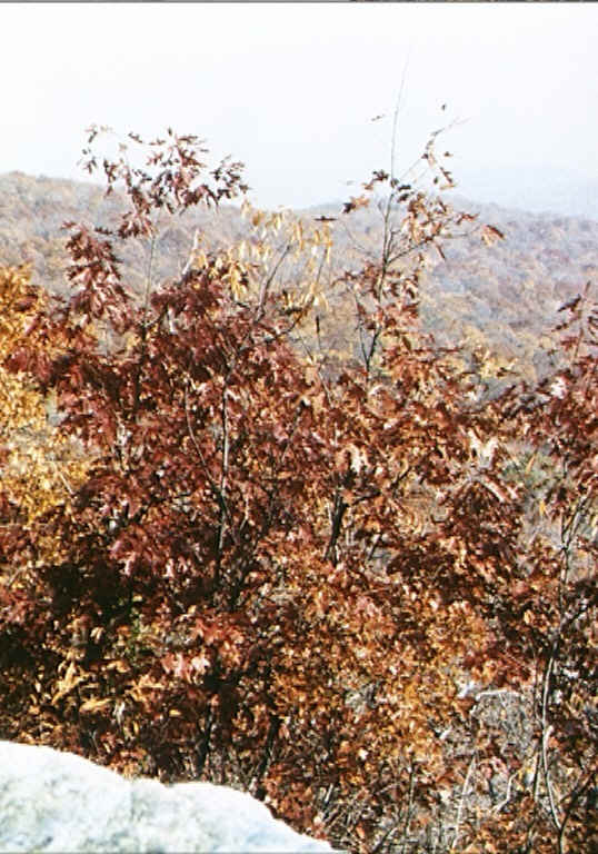 Delaware Water Gap to Fox Gap. Courtesy at@rohland.org