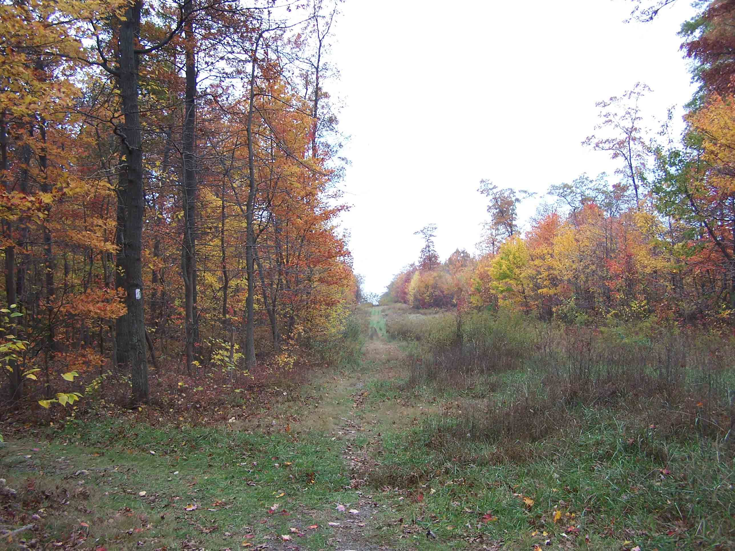 mm 12.9 Pipeline clearing--view to west. Courtesy at@rohland.org